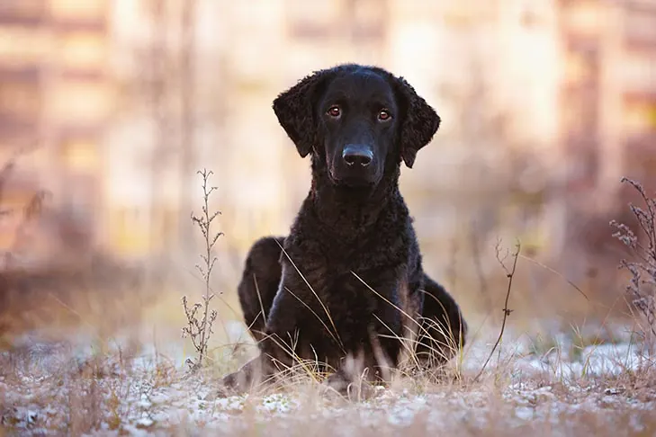 رتریور مو فرفری (Curly-Coated Retriever)