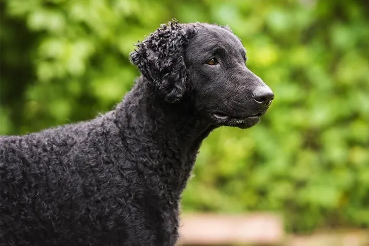 گالری تاریخچه رتریور مو فرفری (Curly-Coated Retriever)