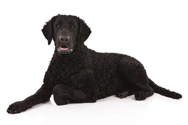 گالری تاریخچه رتریور مو فرفری (Curly-Coated Retriever)