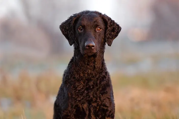 گالری تاریخچه رتریور مو فرفری (Curly-Coated Retriever)