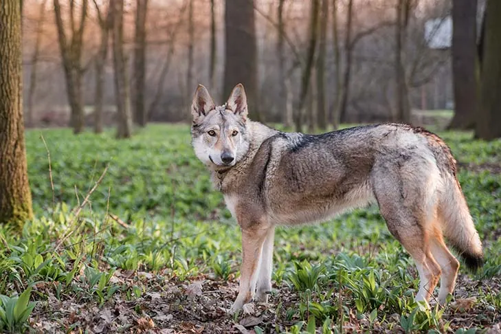 ولچاک چکسلواکی (Czechoslovakian Vlciak)