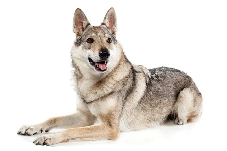 Czechoslovakian Vlciak