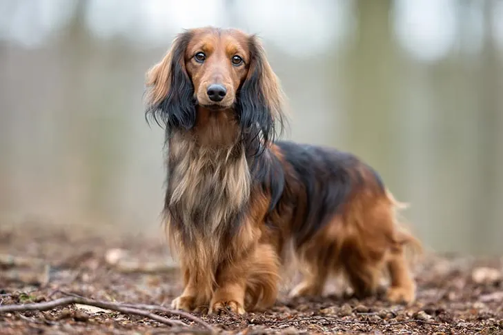 داشهوند (Dachshund)