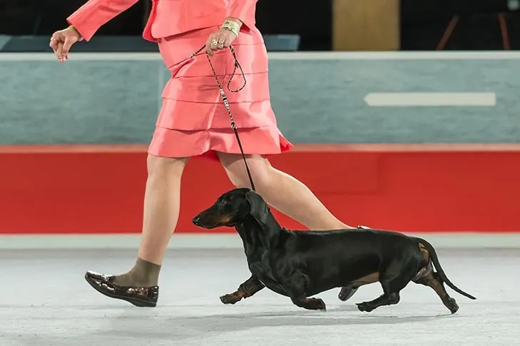 Dachshund