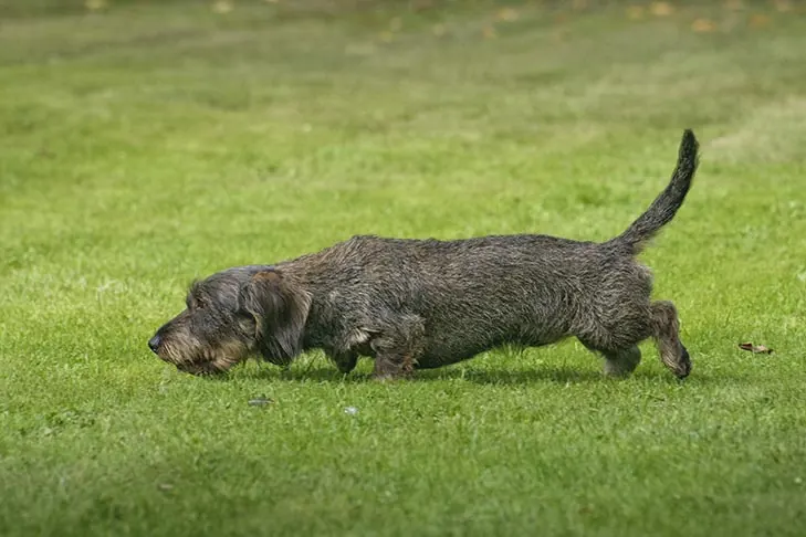 داشهوند (Dachshund)