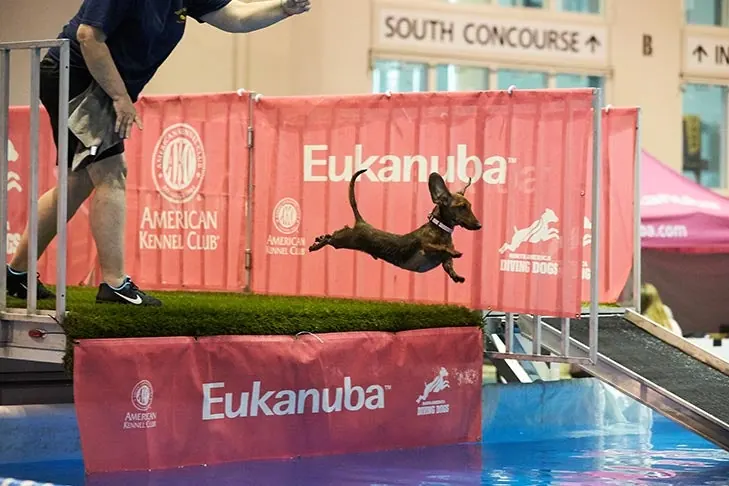 گالری تاریخچه داشهوند (Dachshund)
