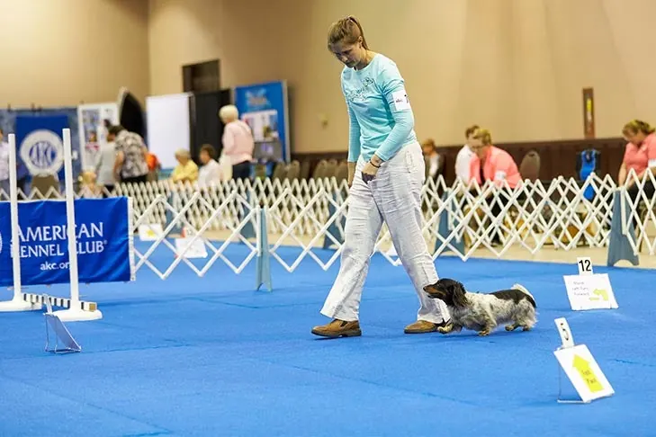 گالری تاریخچه داشهوند (Dachshund)