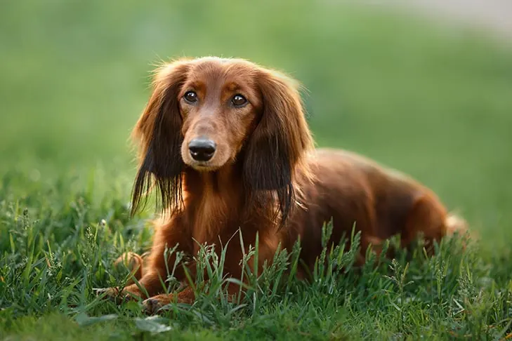 گالری تاریخچه داشهوند (Dachshund)