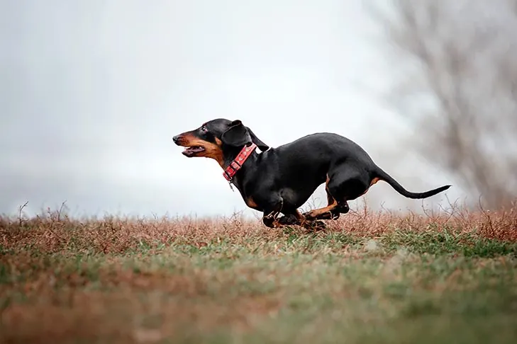 گالری تاریخچه داشهوند (Dachshund)