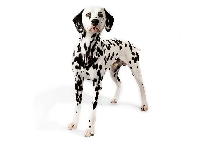 دالمیشن (Dalmatian)