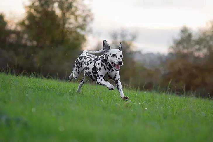 دالمیشن (Dalmatian)
