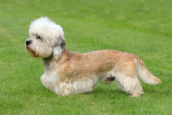 دندی دینمونت تریر (Dandie Dinmont Terrier)