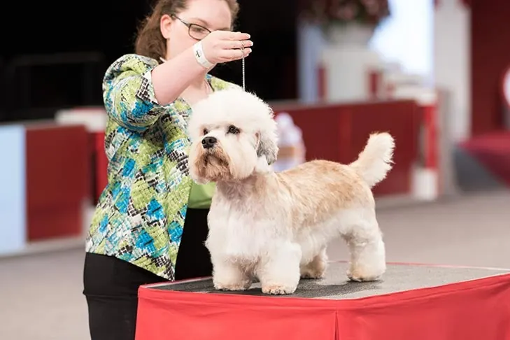 Dandie Dinmont Terrier