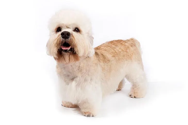 دندی دینمونت تریر (Dandie Dinmont Terrier)