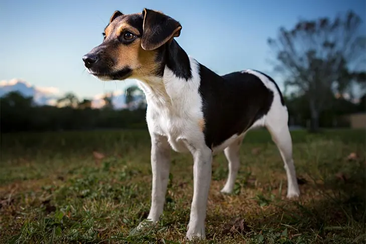 فارم‌داگ دانمارکی-سوئدی (Danish-Swedish Farmdog)
