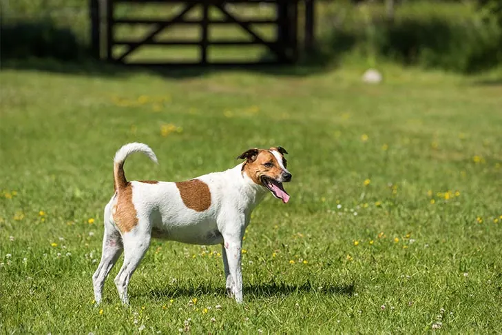 Danish-Swedish Farmdog