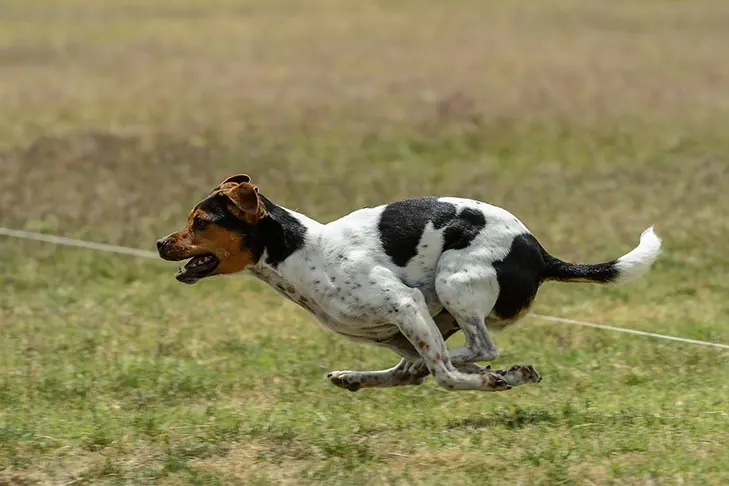 فارم‌داگ دانمارکی-سوئدی (Danish-Swedish Farmdog)