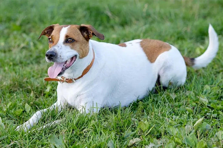 گالری تاریخچه فارم‌داگ دانمارکی-سوئدی (Danish-Swedish Farmdog)