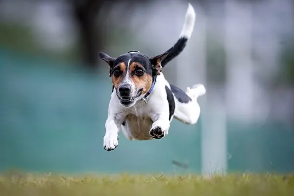 گالری تاریخچه فارم‌داگ دانمارکی-سوئدی (Danish-Swedish Farmdog)