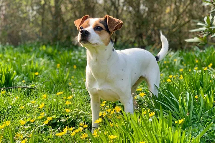 گالری تاریخچه فارم‌داگ دانمارکی-سوئدی (Danish-Swedish Farmdog)