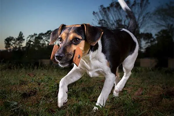گالری تاریخچه فارم‌داگ دانمارکی-سوئدی (Danish-Swedish Farmdog)