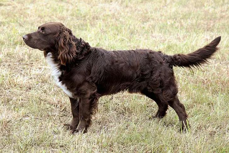 دویچر وختل‌هوند (Deutscher Wachtelhund)