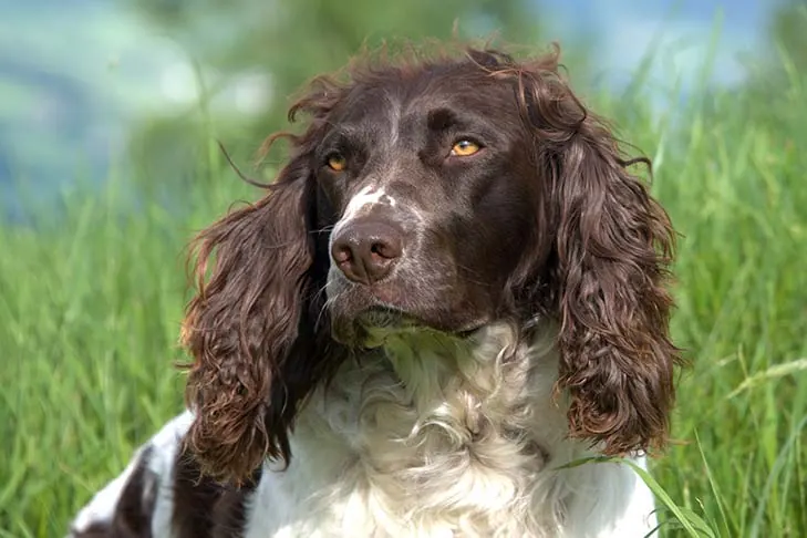 Deutscher Wachtelhund
