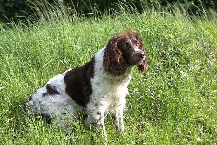 دویچر وختل‌هوند (Deutscher Wachtelhund)