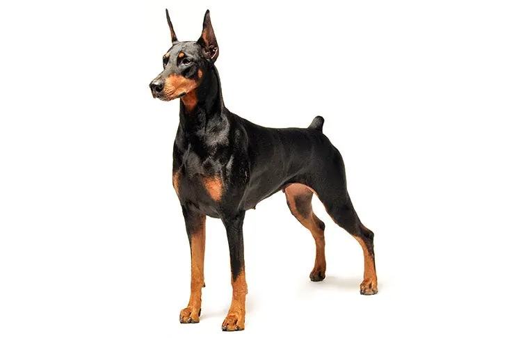 Doberman Pinscher