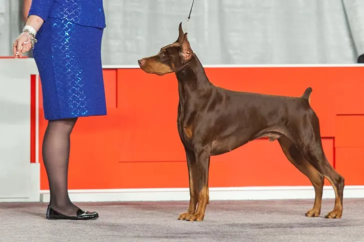 دوبرمن پینچر (Doberman Pinscher)