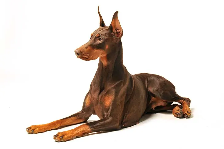 گالری تاریخچه دوبرمن پینچر (Doberman Pinscher)