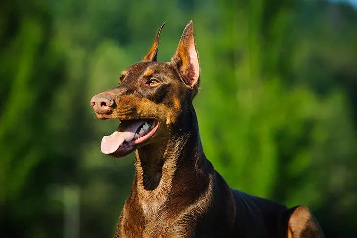 گالری تاریخچه دوبرمن پینچر (Doberman Pinscher)