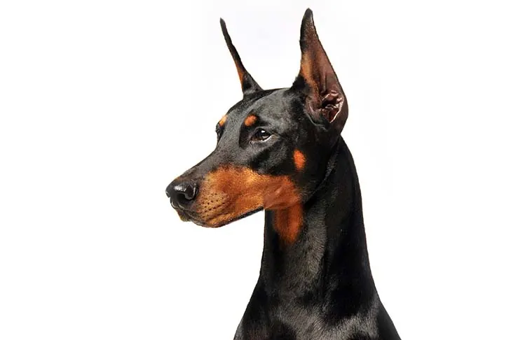 گالری تاریخچه دوبرمن پینچر (Doberman Pinscher)