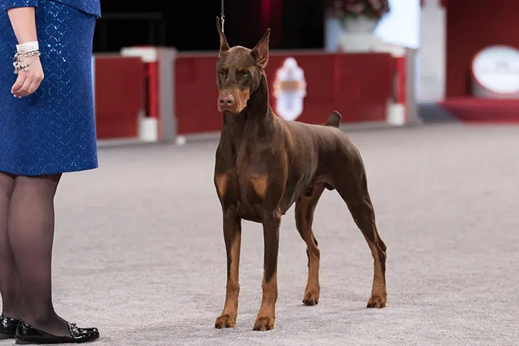 گالری تاریخچه دوبرمن پینچر (Doberman Pinscher)