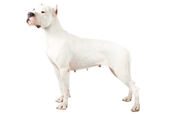 داگو آرژانتینو (Dogo Argentino)