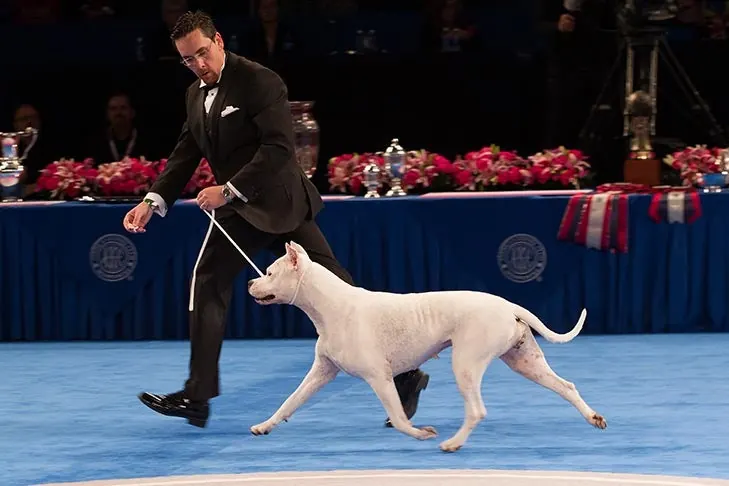 Dogo Argentino
