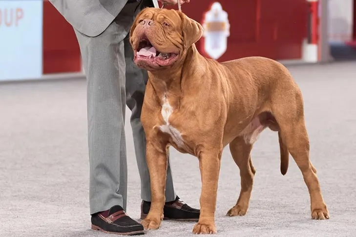 دوگ دو بوردو (Dogue de Bordeaux)
