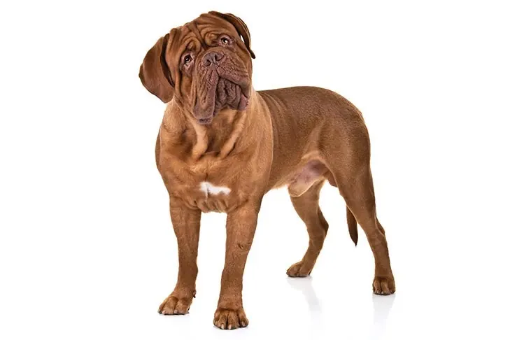 Dogue de Bordeaux