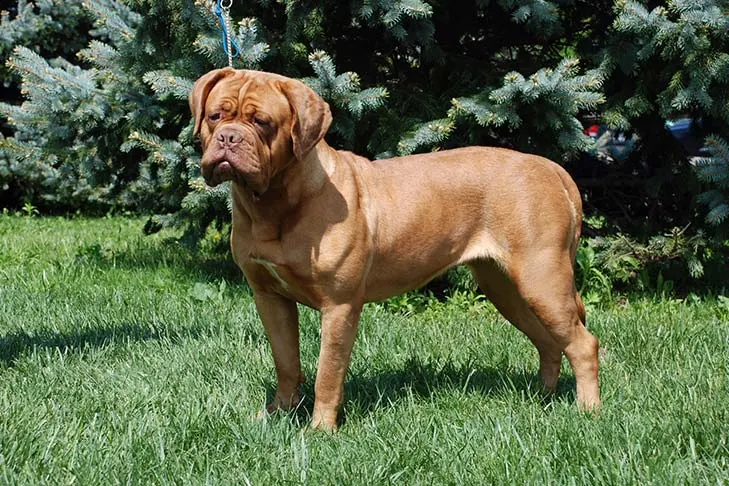 دوگ دو بوردو (Dogue de Bordeaux)