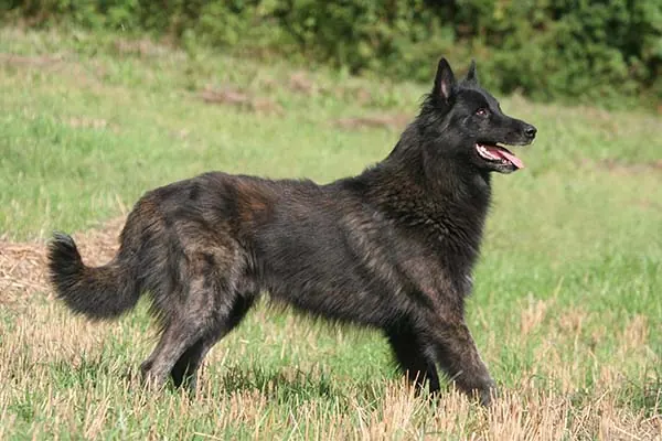 داچ شپرد (Dutch Shepherd)