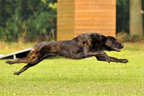 داچ شپرد (Dutch Shepherd)