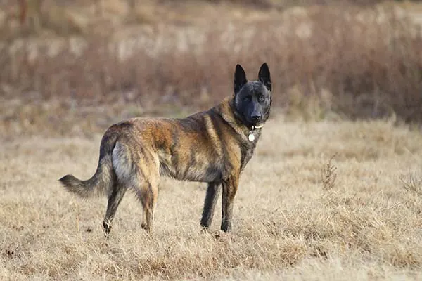 گالری تاریخچه داچ شپرد (Dutch Shepherd)