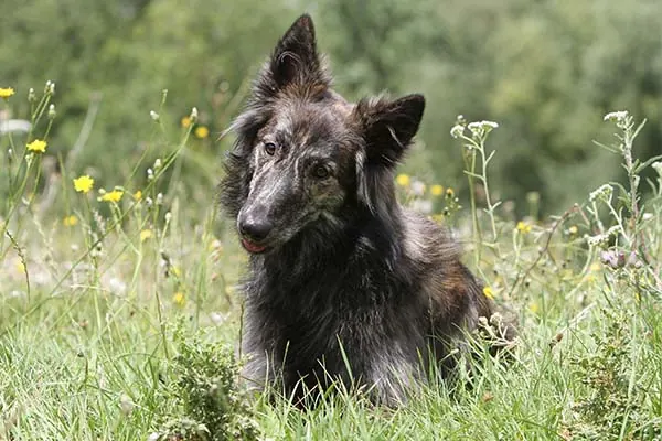 گالری تاریخچه داچ شپرد (Dutch Shepherd)