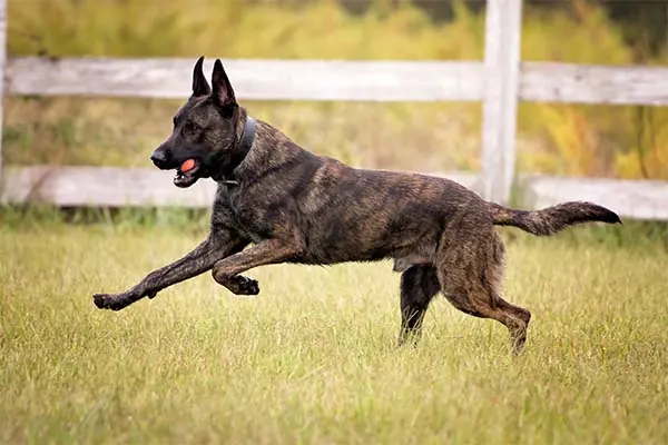 گالری تاریخچه داچ شپرد (Dutch Shepherd)