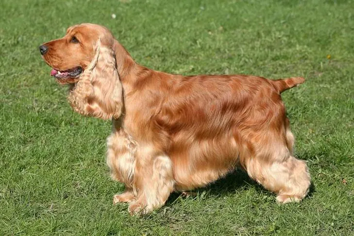 انگلیش کوکر اسپانیل (English Cocker Spaniel)
