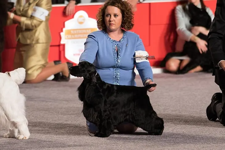 English Cocker Spaniel