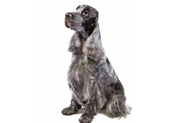 انگلیش کوکر اسپانیل (English Cocker Spaniel)