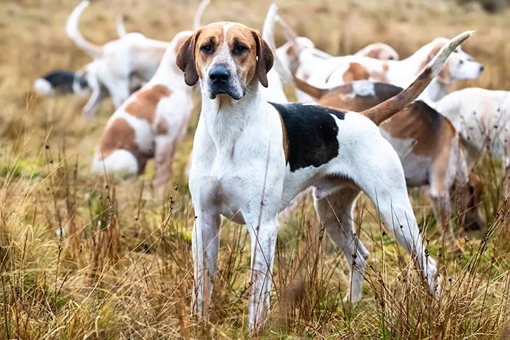 انگلیش فاکس‌هوند (English Foxhound)
