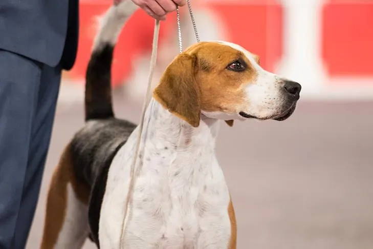 English Foxhound