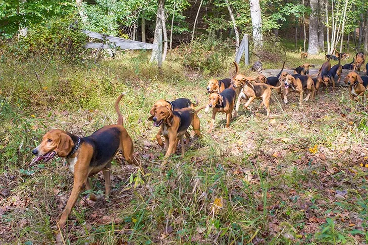 انگلیش فاکس‌هوند (English Foxhound)